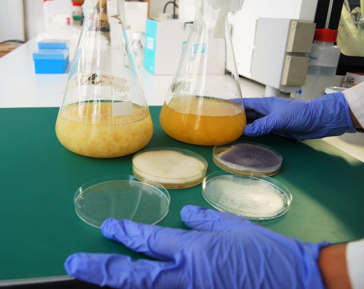Lee más sobre el artículo El CTCR obtiene quitosano de origen fúngico para su posible aplicación al sector textil y de calzado
