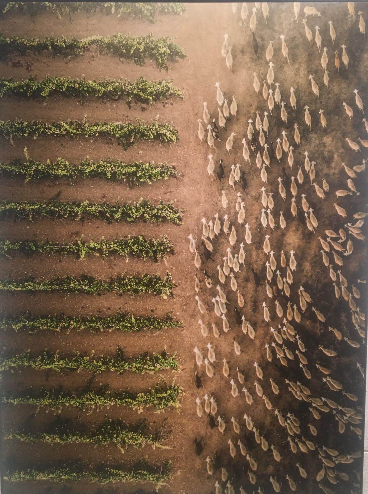 Lee más sobre el artículo El centro Fundación Caja Rioja-Bankia de Arnedo muestra la exposición ‘El Rioja y los 5 Sentidos’