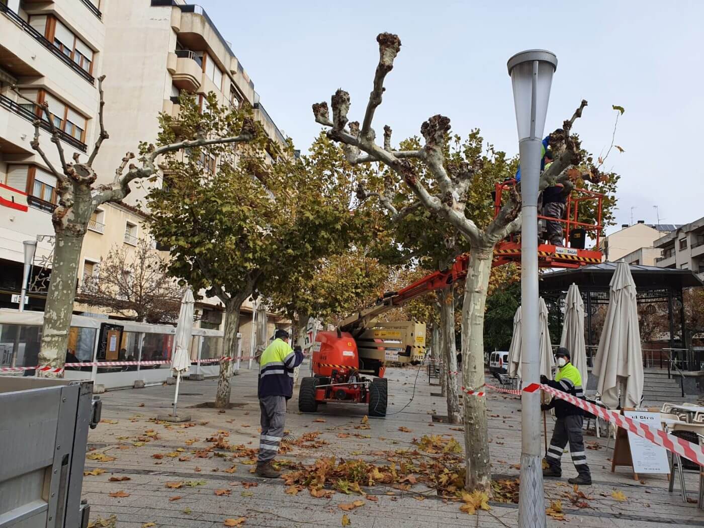 Lee más sobre el artículo Se inicia en Calahorra la poda del arbolado urbano