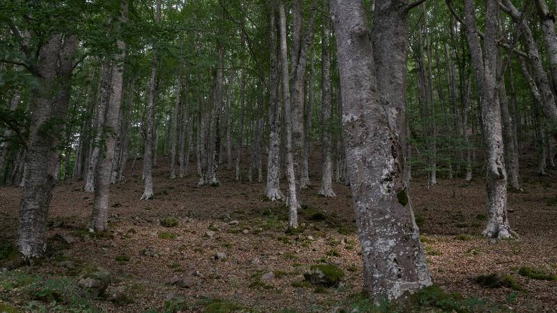 Lee más sobre el artículo Se reanudan las Rutas del Silencio de la Reserva de la Biosfera, que arrancan este sábado 17 de abril en Valdegutur
