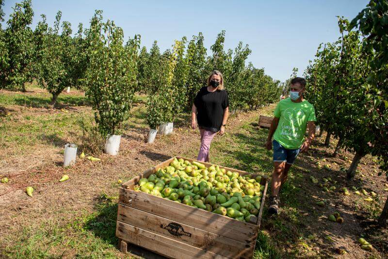 Lee más sobre el artículo La consejera de Agricultura visita la campaña de la recolección de la DOP Peras de Rincón de Soto
