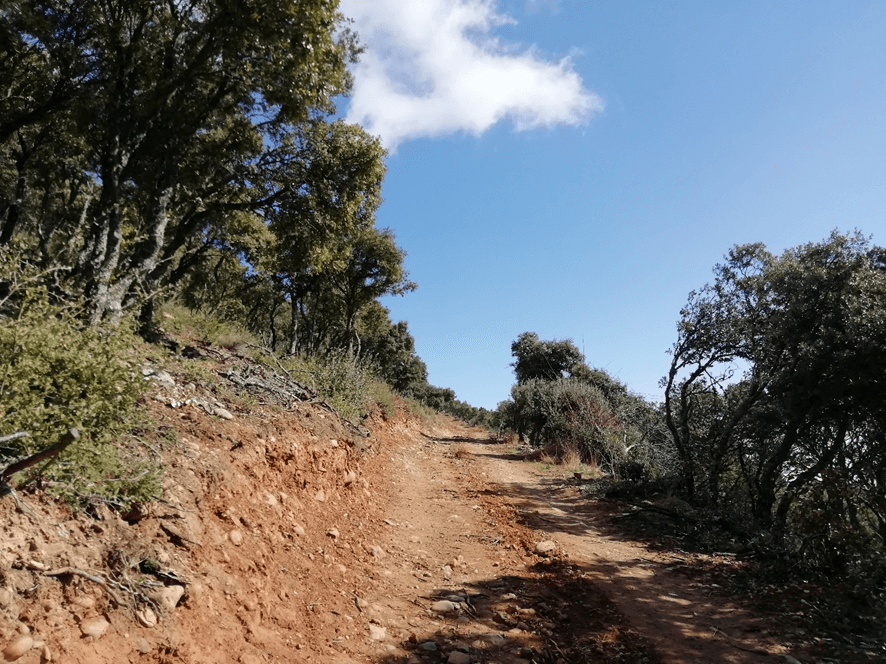 Lee más sobre el artículo Ecologistas en Acción de La Rioja pide que se paralicen las cortas de árboles en Bergasillas y Sierra La Hez de Ocón y la construcción de pistas a través de los bosques
