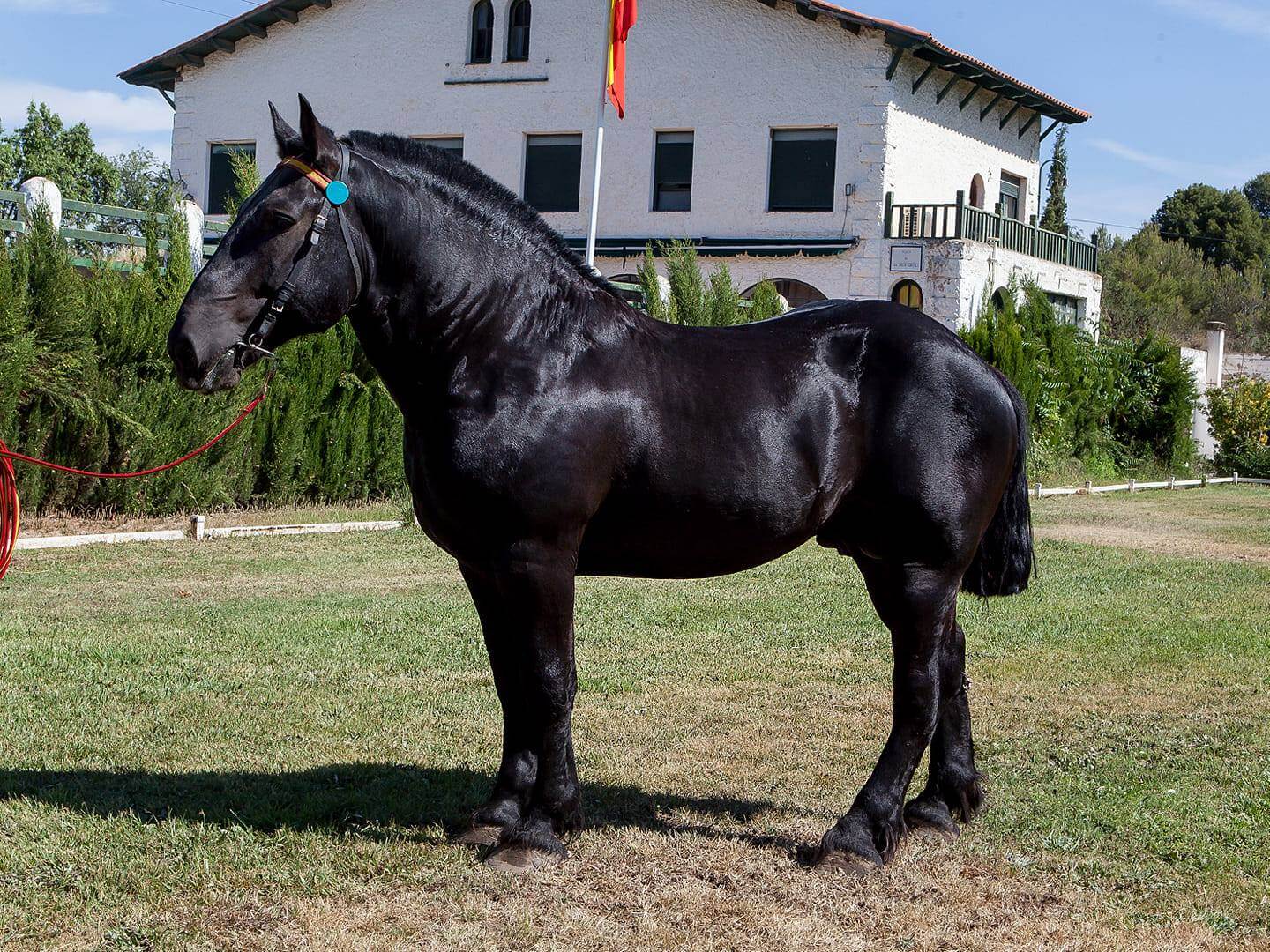 Lee más sobre el artículo Calahorra acogerá demostración y exposición fotográfica del Centro de Cría de Caballar de Zaragoza