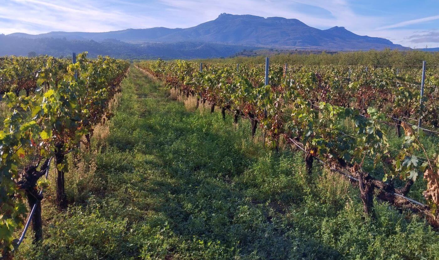Lee más sobre el artículo La Finca La Plana de Vico de Arnedo acoge una jornada de campo sobre manejo de cubiertas vegetales en viñedo