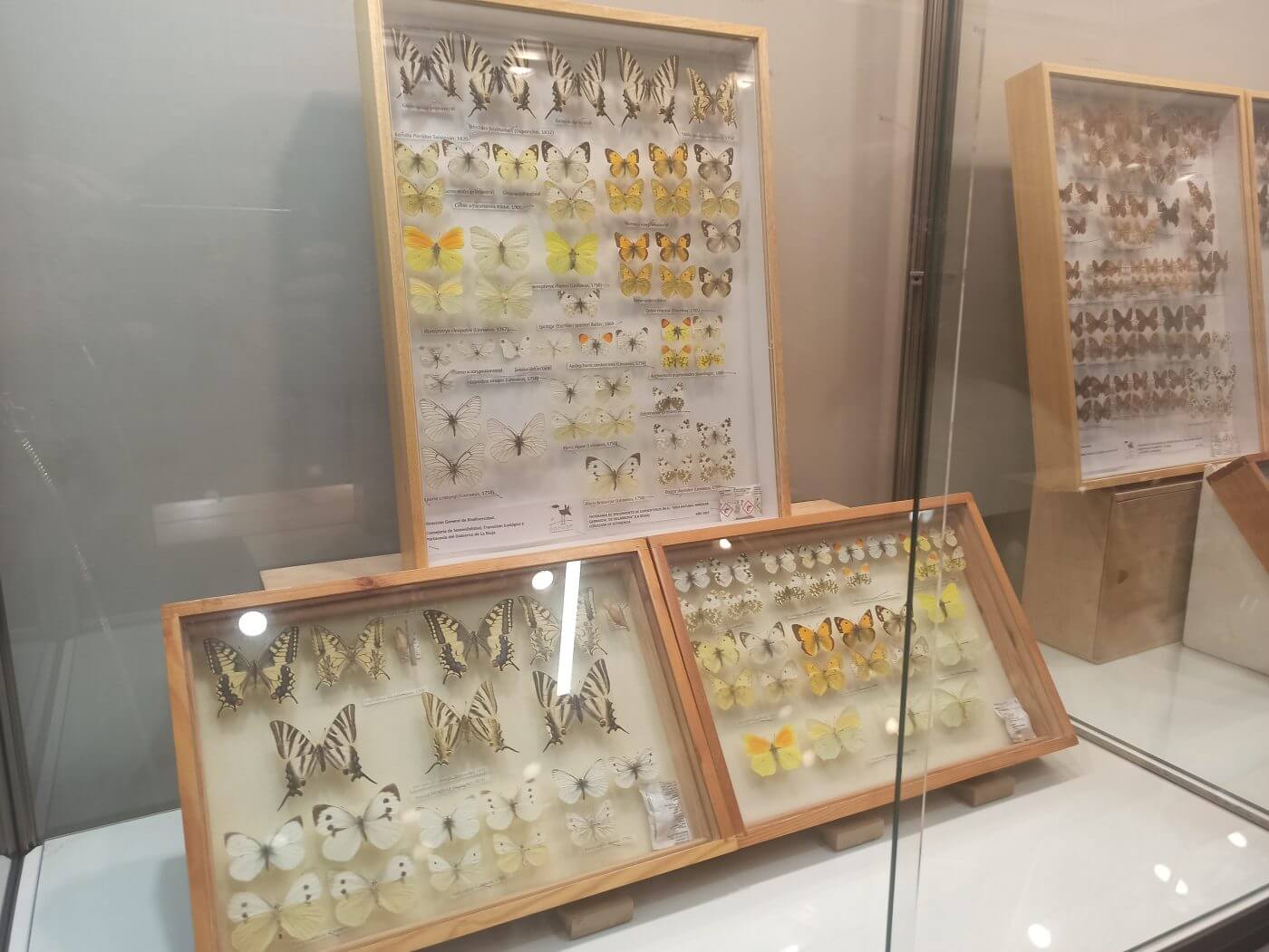 Lee más sobre el artículo Una exposición de mariposas en el Museo de Ciencias Naturales ‘Santiago Jiménez’ de Arnedo muestra la riqueza entomológica del Carrascal de Villarroya