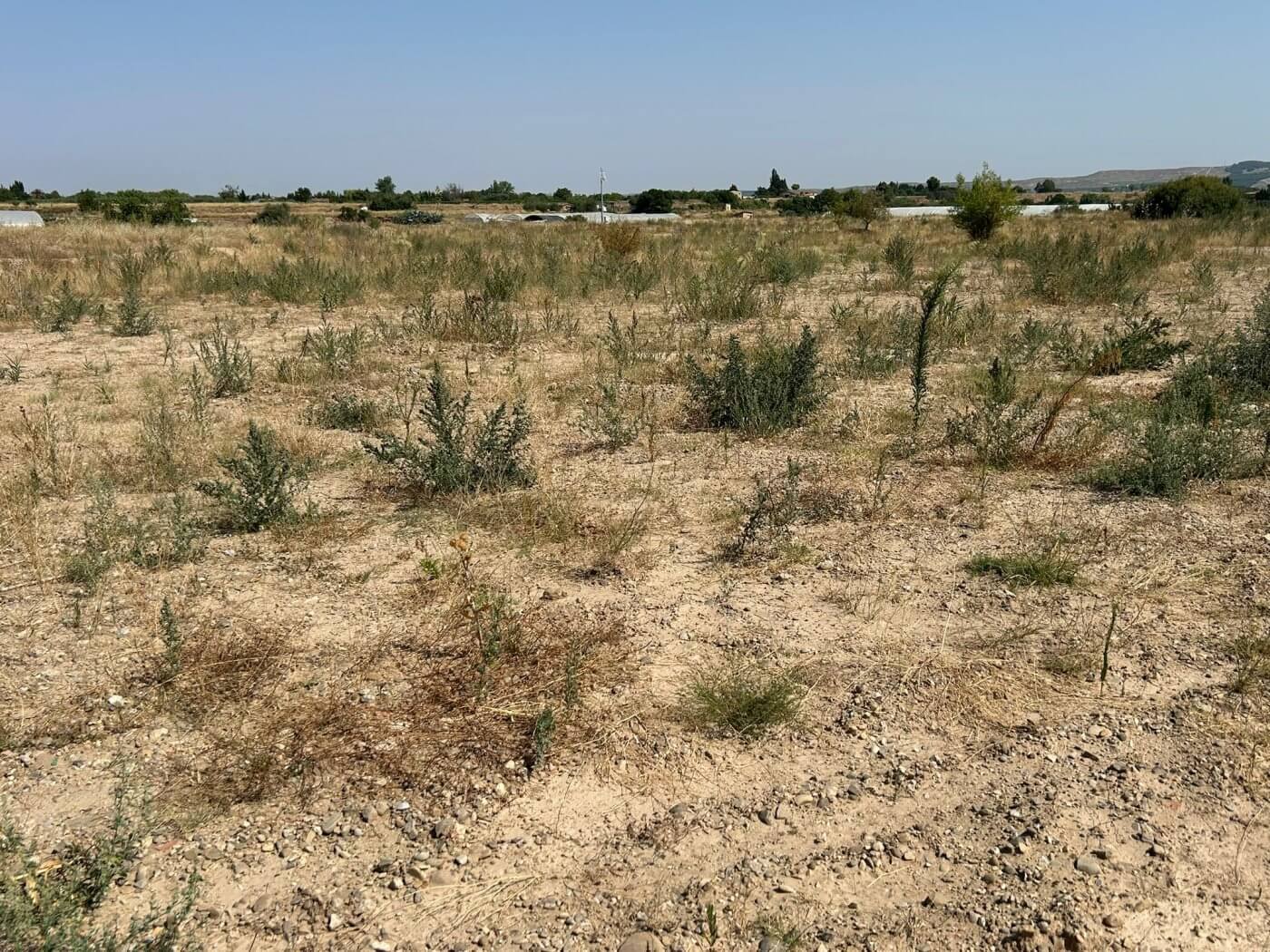 Lee más sobre el artículo El PSOE lamenta que el 90 por ciento de los árboles plantados por el Ayuntamiento de Calahorra en el proyecto Revive Cidacos se ha secado por falta de riego