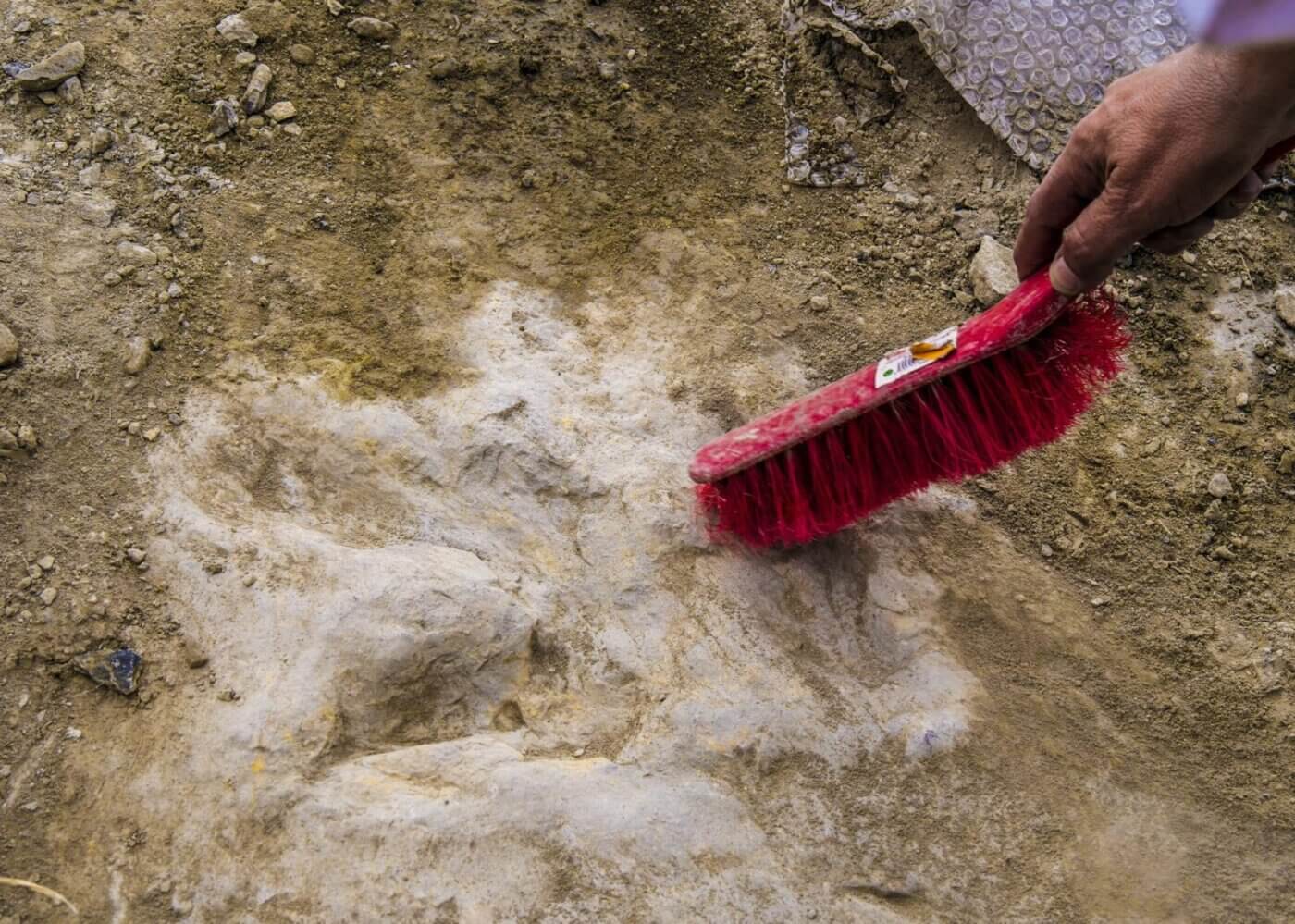 Lee más sobre el artículo Las huellas fósiles riojanas revelan no solo la velocidad, sino cómo corrían algunos de los dinosaurios más rápidos conocidos