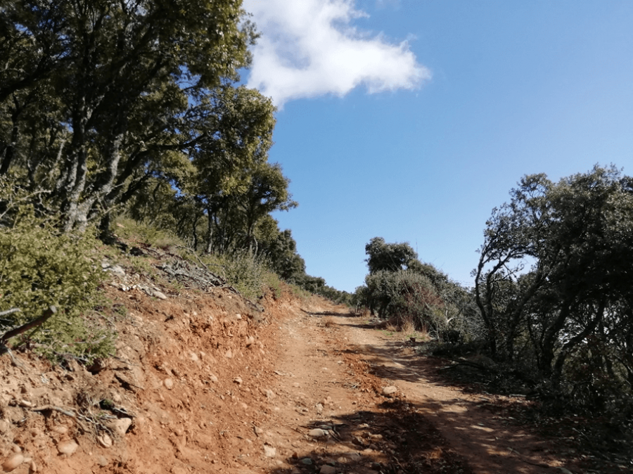 ECOLOGISTAS arboles Bergasa 2