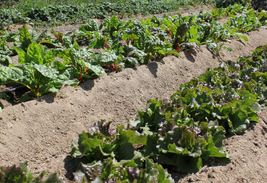 HUERTA