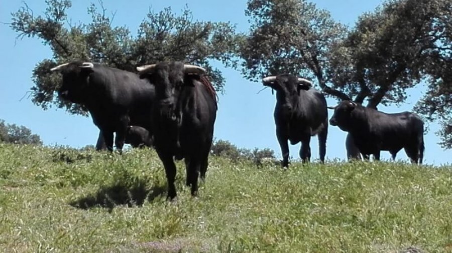 TOROS EN EL CAMPO